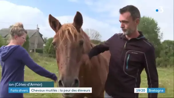 Des chevaux mutilés autour de Lannion