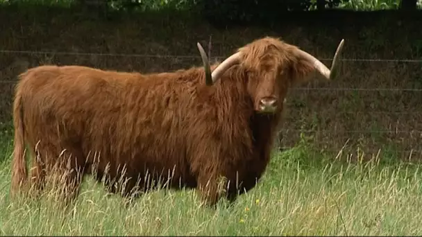 Deux nouveaux boeufs dans la Vallée du Télhuet