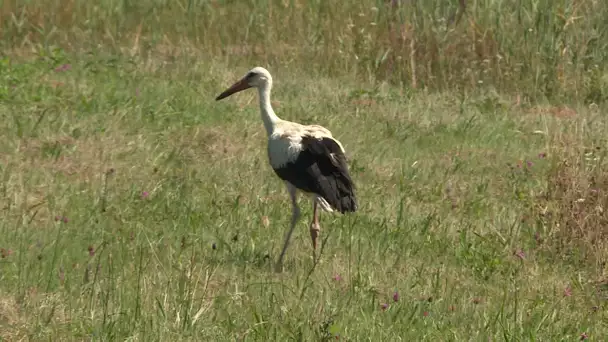 Lâcher de cigogne au parc du Marquenterre