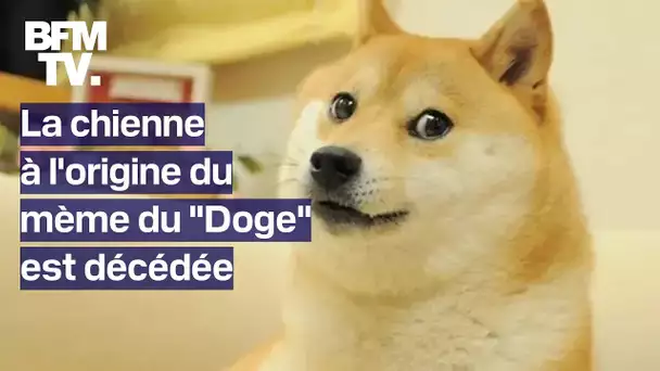 Kabosu, la chienne à l'origine du mème du "Doge" et du dogecoin, est décédée