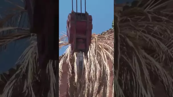 Déraciner un palmier vieux de 100 ans