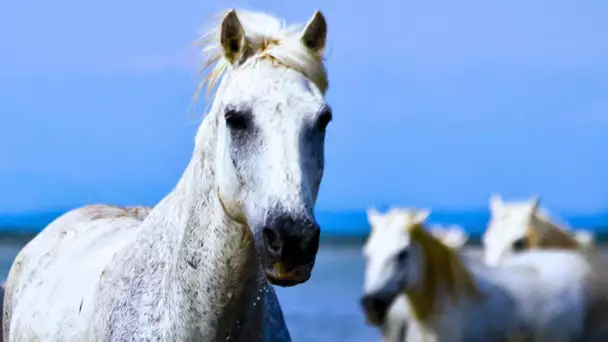 Dressage du cheval sauvage Camargue - ZAPPING SAUVAGE