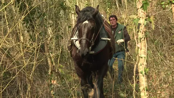 Tarn : le retour du cheval pour le travail à la ferme