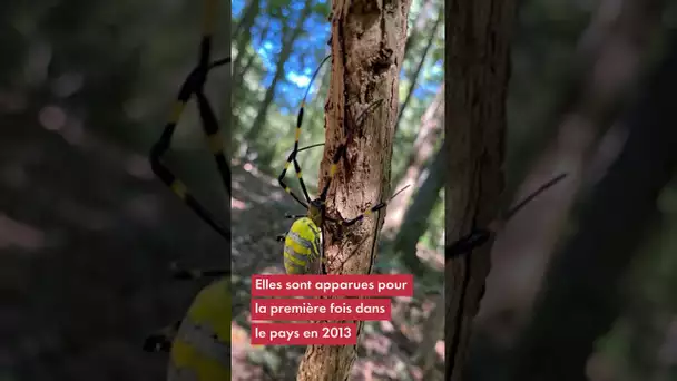 Ces araignées impressionnantes envahissent les grandes villes américaines ! 🕷️