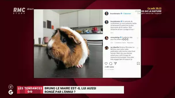 Bruno Le Maire rongé par l'ennui? Il nous présente Jacky, son cochon d'Inde