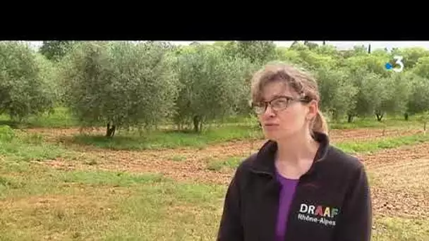 Les oliviers sur surveillance en Drôme-Ardèche