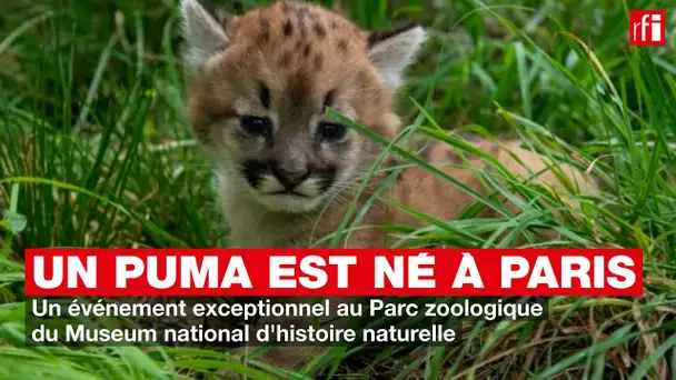 Un puma est né à Paris