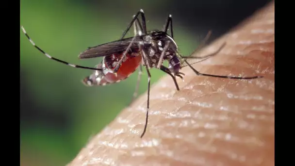 Les nouveaux rois de l'anti-moustique - Reportage investigation 2015