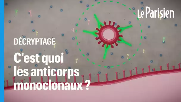 Les anticorps monoclonaux sont-ils un traitement d’avenir contre le coronavirus ?