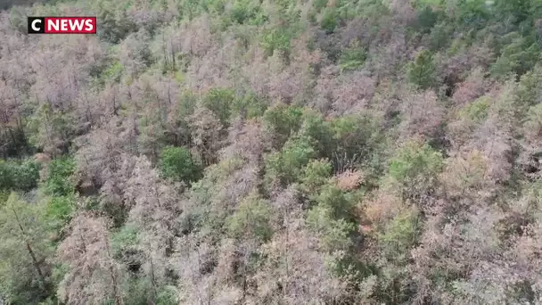 Sécheresse : la forêt de Fontainebleau décimé