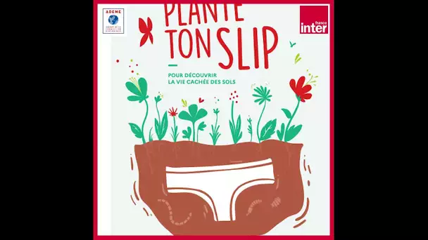 Opération "Plante Ton Slip" - La chronique environnement