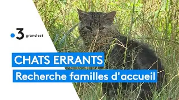Strasbourg : besoin urgent de familles d'accueil pour chats errants