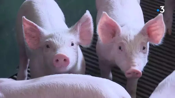 Un collectif s’oppose à l’extension d’un élevage porcin à Tercillat en Creuse