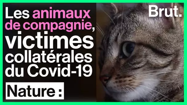 Les animaux de compagnie, victimes collatérales du Covid-19