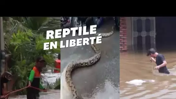 Un gigantesque python dans les rues de Jakarta après des pluies torrentielles