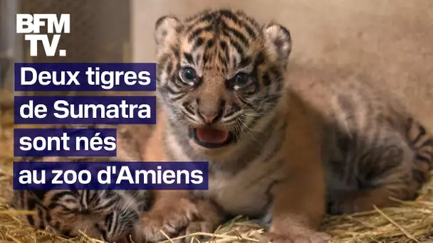 Deux tigres de Sumatra sont nés au zoo d'Amiens