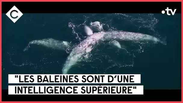 Les baleines, gardiennes de la planète ! - Jean-Albert Lièvre - C à Vous - 28/02/2023