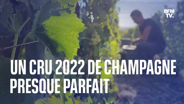 Champagne: le cru 2022 s'annonce proche de la perfection