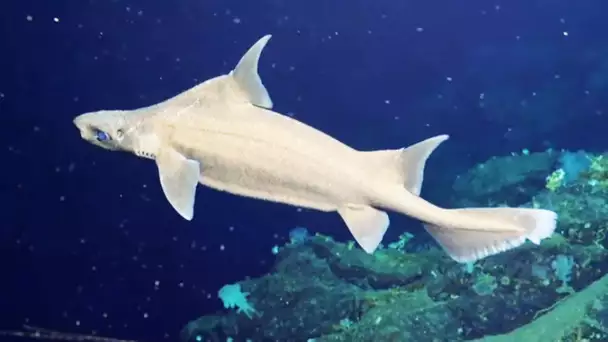 4 personnes seulement ont déjà vu ce requin - ZAPPING SAUVAGE