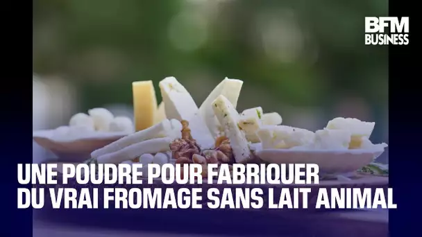 Une poudre pour fabriquer du vrai fromage sans lait animal