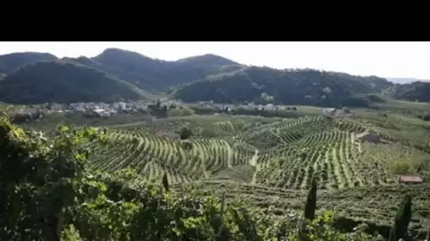 MEDITERRANEO – Le Prosecco, en Italie, les raisins de la colère