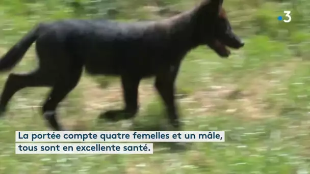 Une portée de louveteaux au Parc de l&#039;Auxois