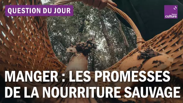 Manger autrement : les promesses de la nourriture sauvage