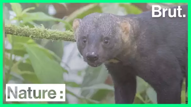 La tayra, un petit prédateur très actif