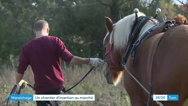 De la terre jusqu'au marché, un chantier d'insertion en maraîchage à Albi