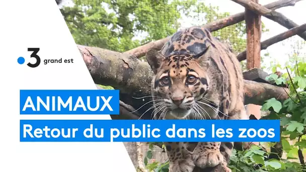 Animaux : le retour des visiteurs dans les zoos