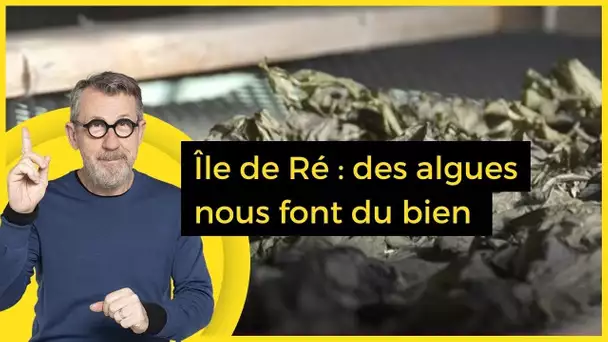 Île de Ré : des algues nous font du bien - C Jamy