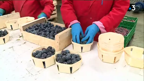 La prune Datil sauvée par le conservatoire végétal s'avère idéale pour le terroir aquitain