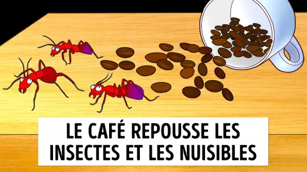 Les Fourmis ne s’Approcheront pas de ta Maison si tu Gardes Ceci