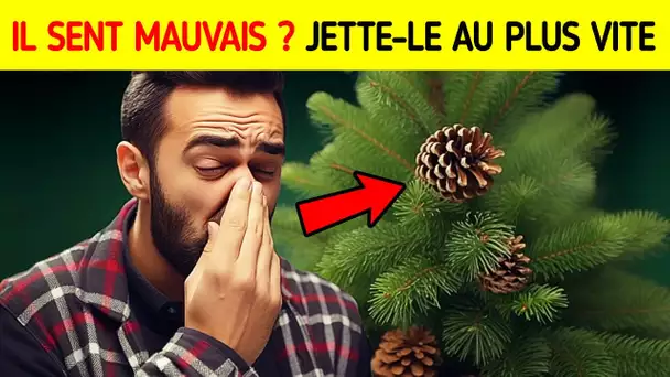 Ton Sapin De Noël Sent Mauvais ? Voici Pourquoi