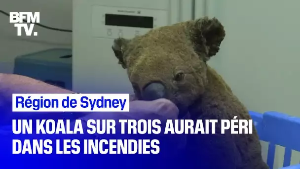 Incendies: un koala sur trois aurait péri dans la région de Sydney