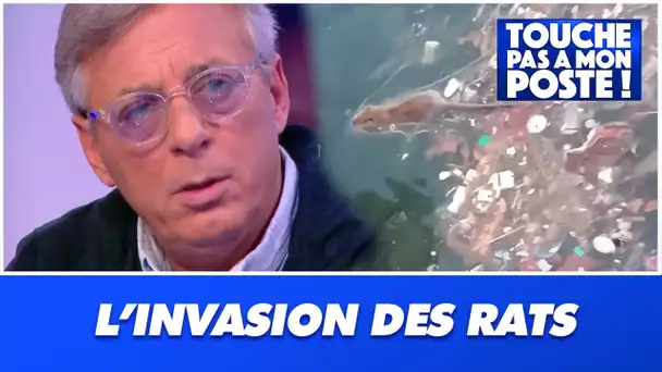 La météo va-t-elle profiter à l'invasion des rats ?