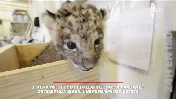 Attention, vous allez craquer: le zoo de Dallas célèbre la naissance de trois lionceaux