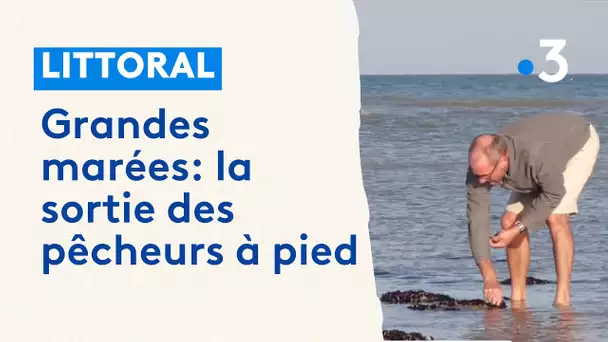 Grandes marées à Ambleteuse et Wimereux, la sortie des pêcheurs à pied