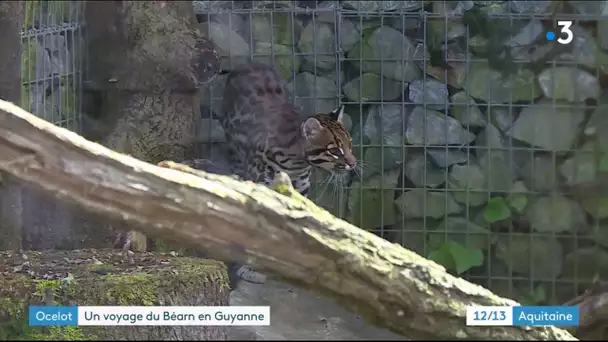 Une nouvelle vie pour le jeune ocelot né dans le zoo d'Asson dans le Béarn