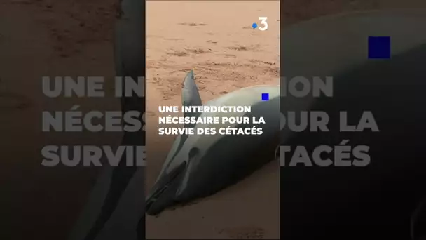 Dauphin retrouvé mort sur une plage du Finistère #shortsyoutube  #actualités #reportage #bretagne