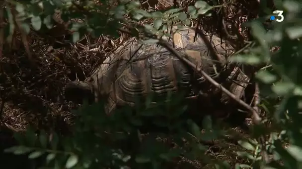 Carnet rose au village des tortues de Carnoules