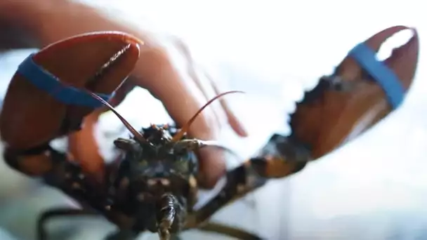 Homard, un crustacé qui vaut de l'or