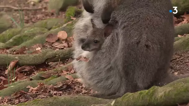 Le nourrissage des animaux au parc de Clères (Seine-Maritime)