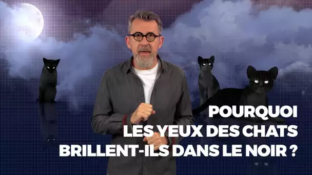 Pourquoi les yeux des chats brillent-ils dans le noir - #LaMinuteJamy