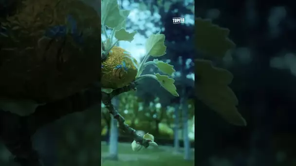 C’est l’œuf d’un tueur Bella