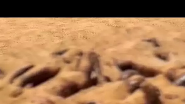 Vidéo publiée par @DiaDiarra6 montrant un charnier à Gossi au Mali • RFI