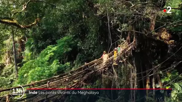Les ponts vivants du Meghalaya