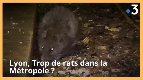 Lyon. Trop de rats dans la métropole ?