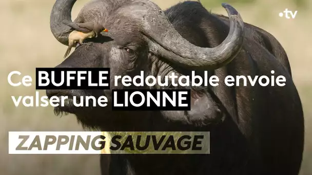 Un buffle redoutable envoie valser une lionne  -  ZAPPING SAUVAGE