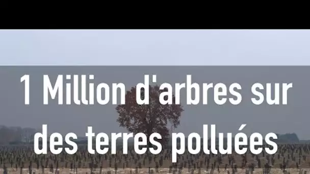 Dans le Val d’Oise, naissance d'une forêt d’1 million d’arbres sur des terres agricoles polluées